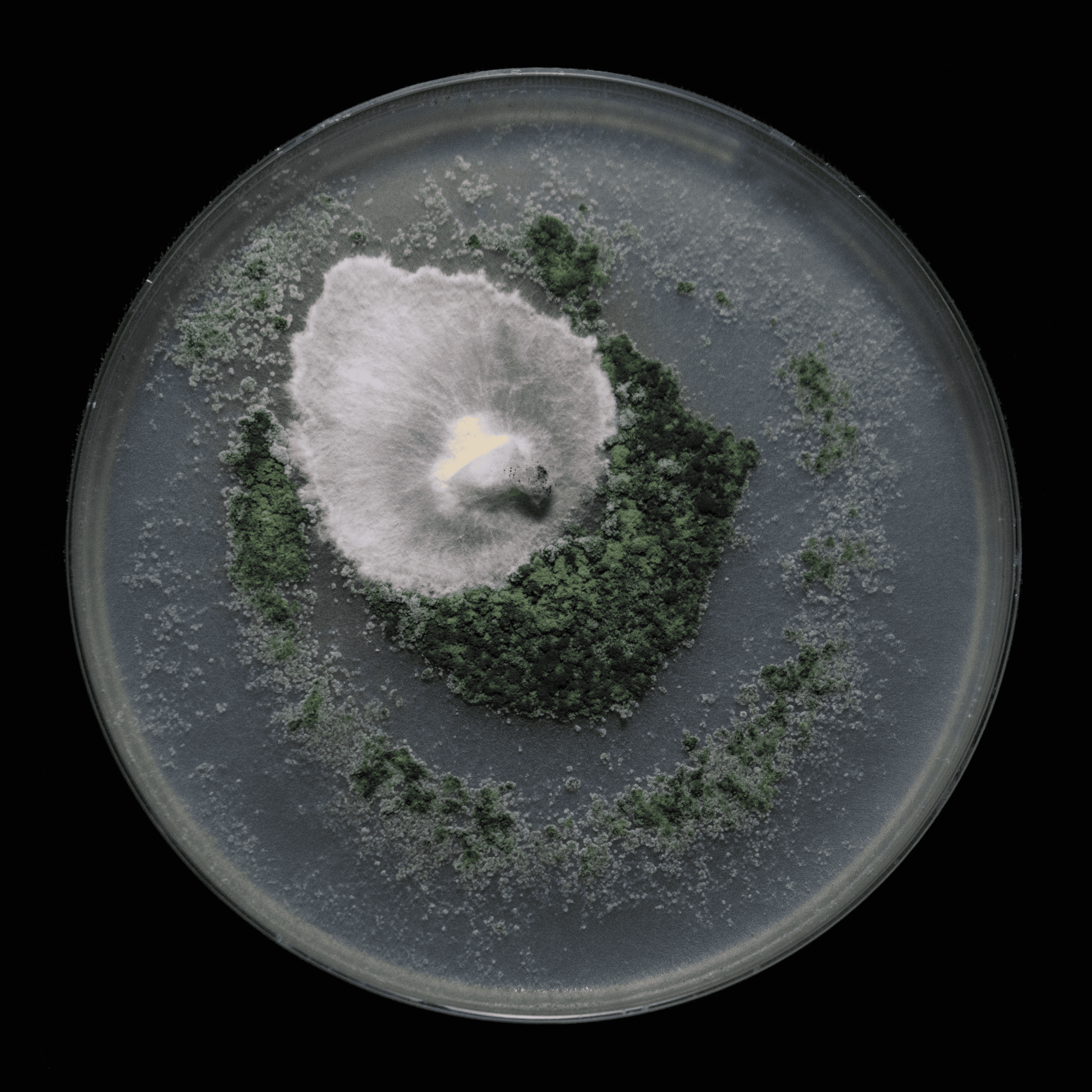 Obra de Horacio Flores: pieza 2 de la serie