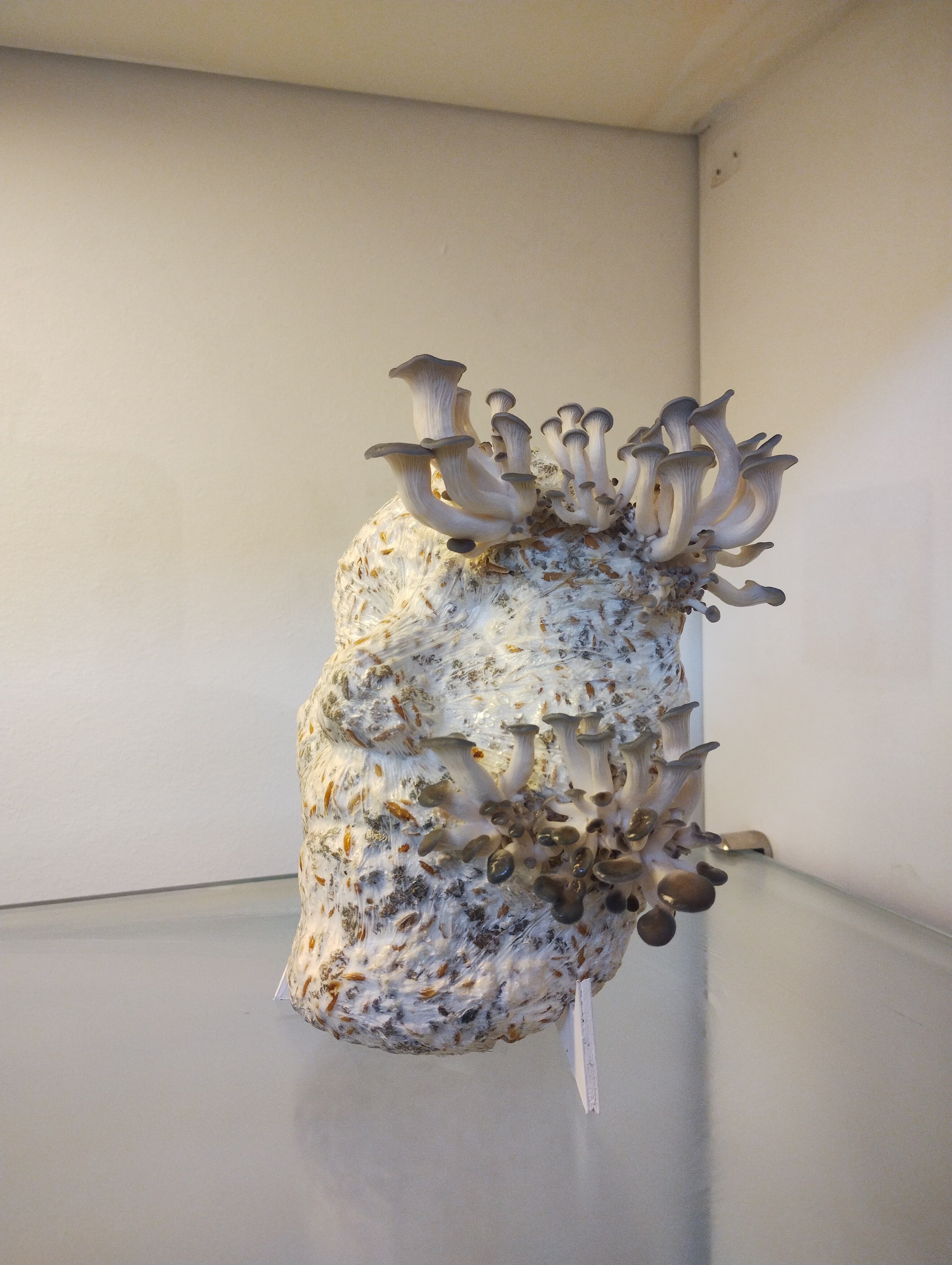 Obra de Horacio Flores: pieza principal de la serie