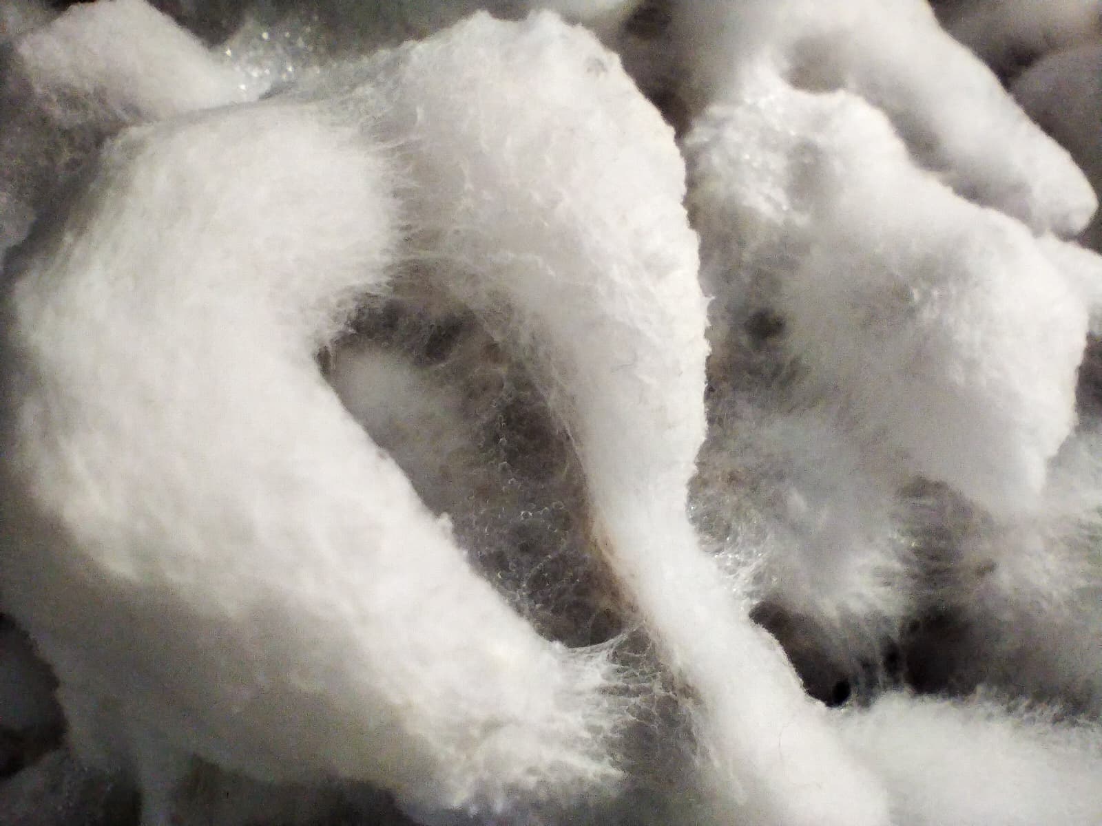 Instalación artística con micelio en Proyecto Rizomática